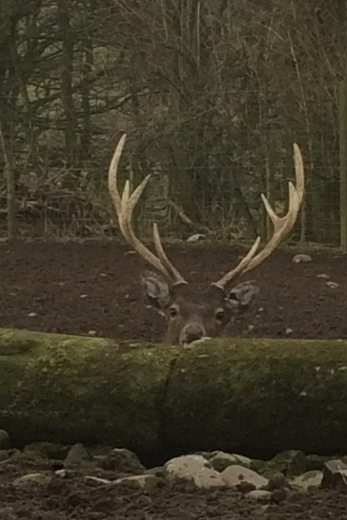 Sika Stag