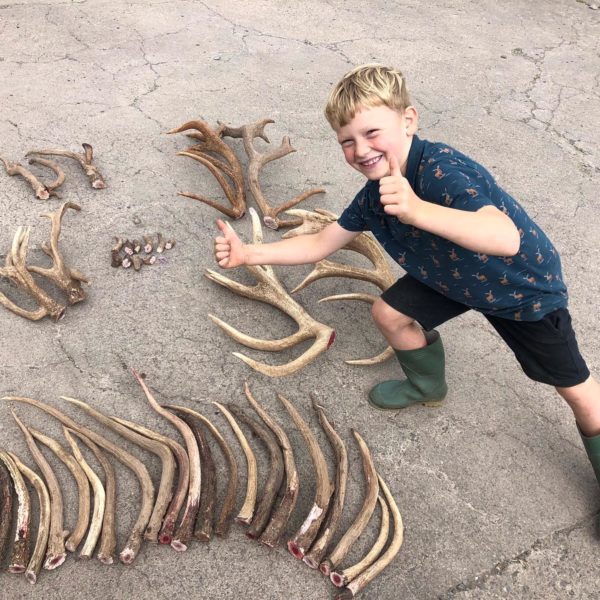 antlers for sale