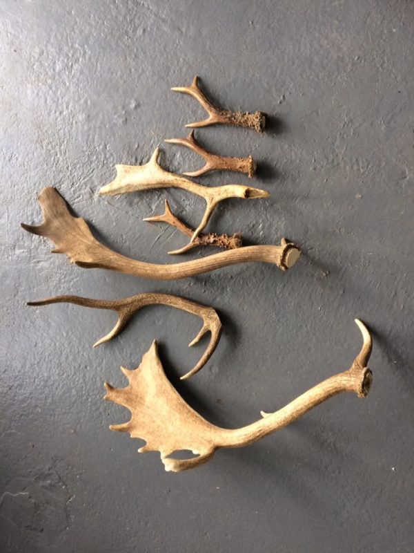 fallow red roe sika deer antler for squirrels