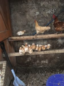 Friesian hen and chicks