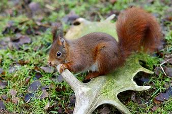 red squirrel chews fallow deer antler