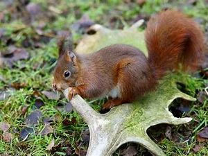antler for red squirrels