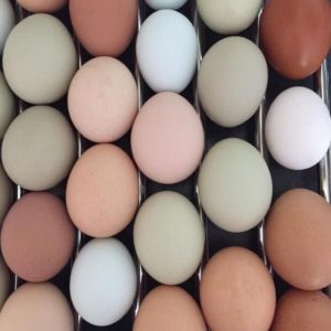 free range hen eggs