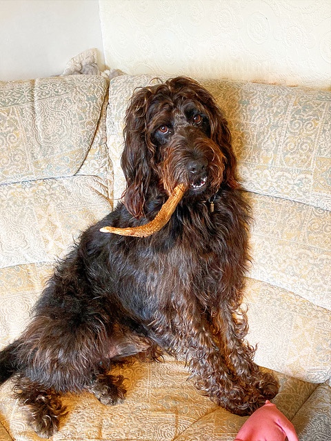 Are Antlers Good For Dogs To Chew On